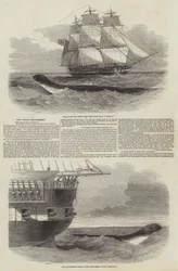 Die große Seeschlange
